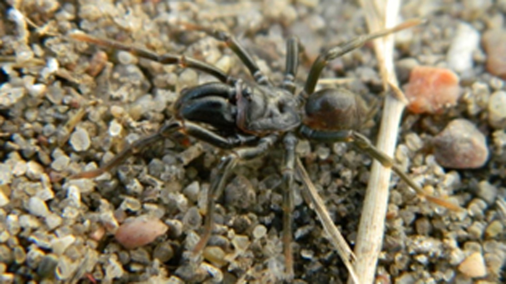 3. stop: The Green Clover Path -  The Ramparts of Nyborg