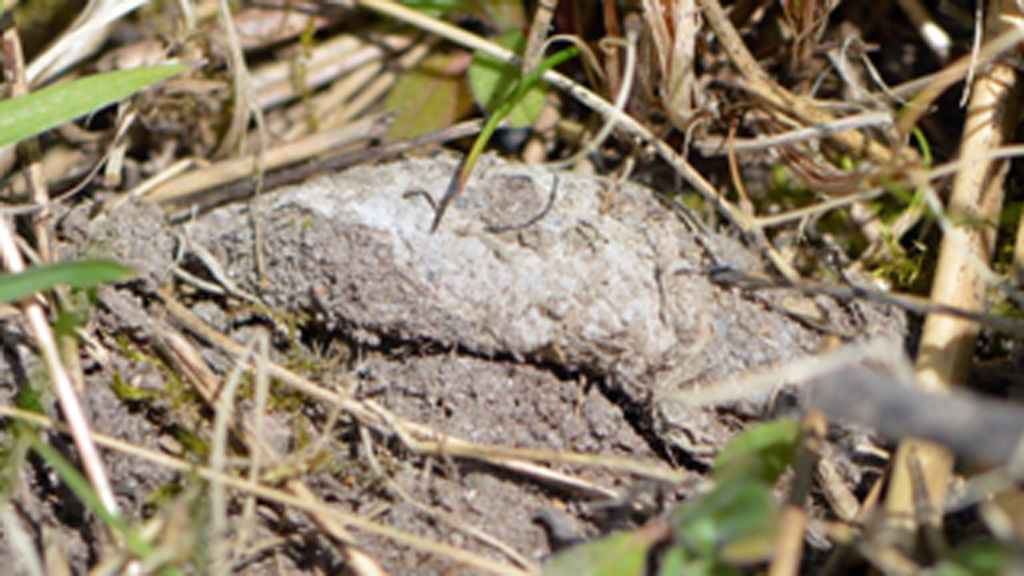 3. stop: The Green Clover Path -  The Ramparts of Nyborg