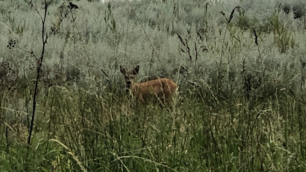 Skovområdet i Plantagen - Nyborg.