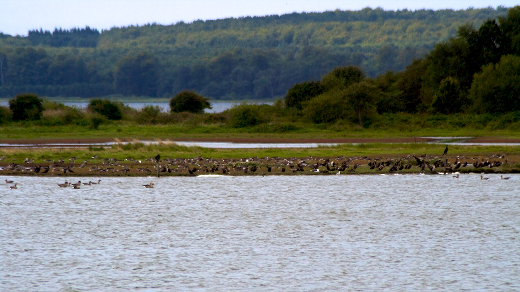 Knudshoved Halvøen, Naturgebiet