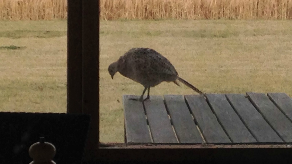 Askø Bed and Breakfast