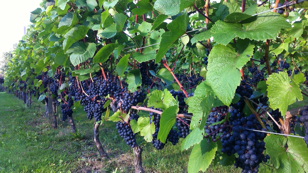 Cycle route: Forest, Coast and Wine - 41 km