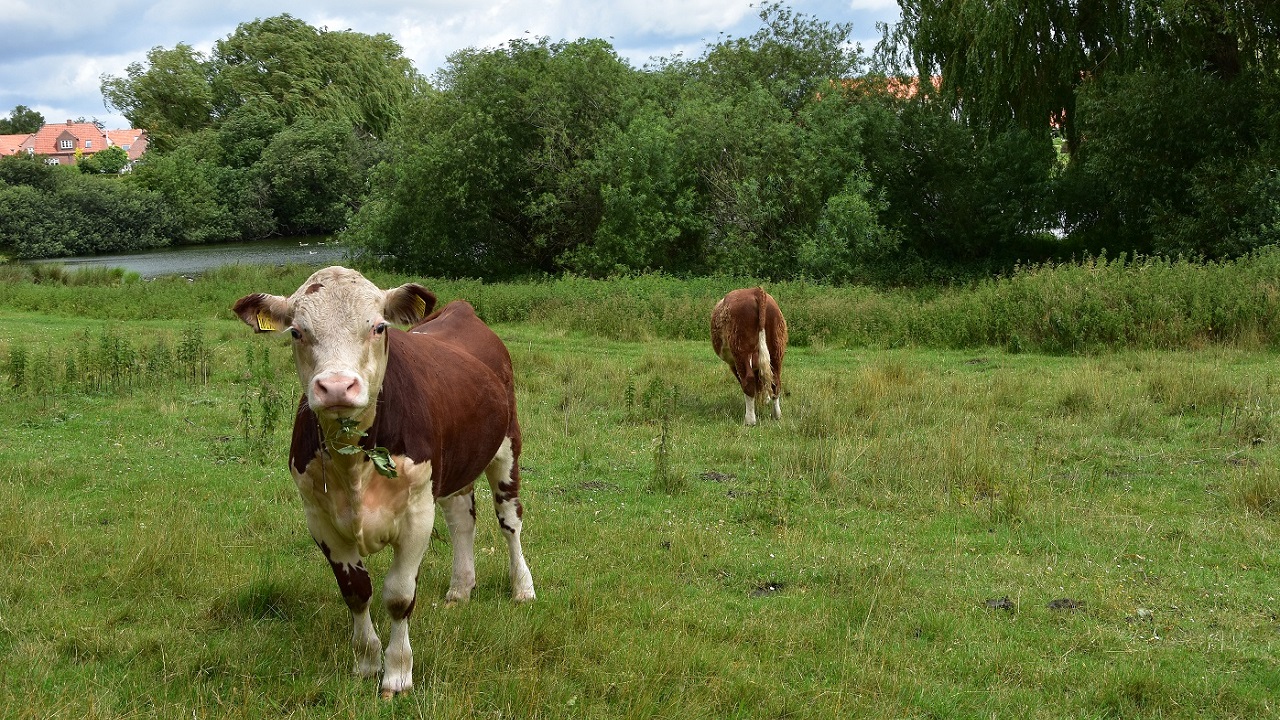 Shelter site - Spejdervænget
