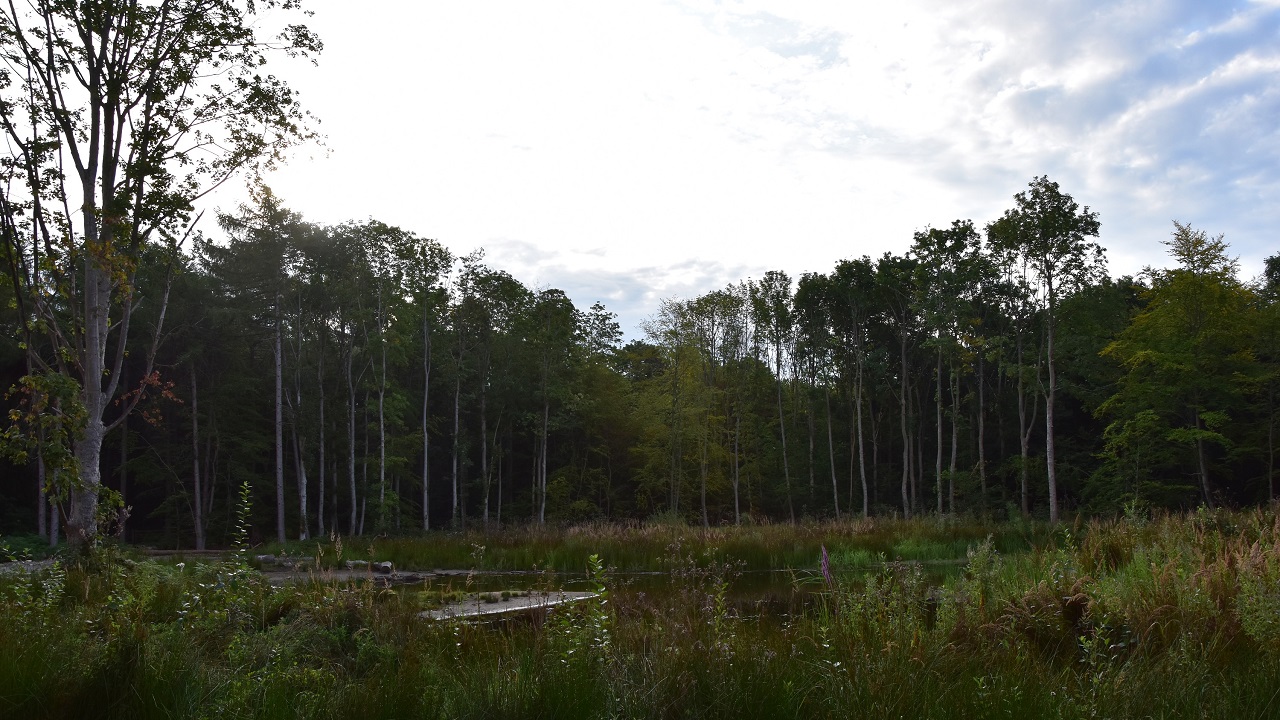 Shelter site - Mysseskoven