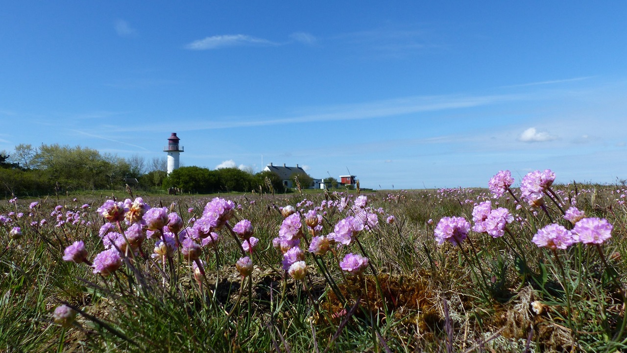 Hiking route: Out on the Albuen - 11,5 km