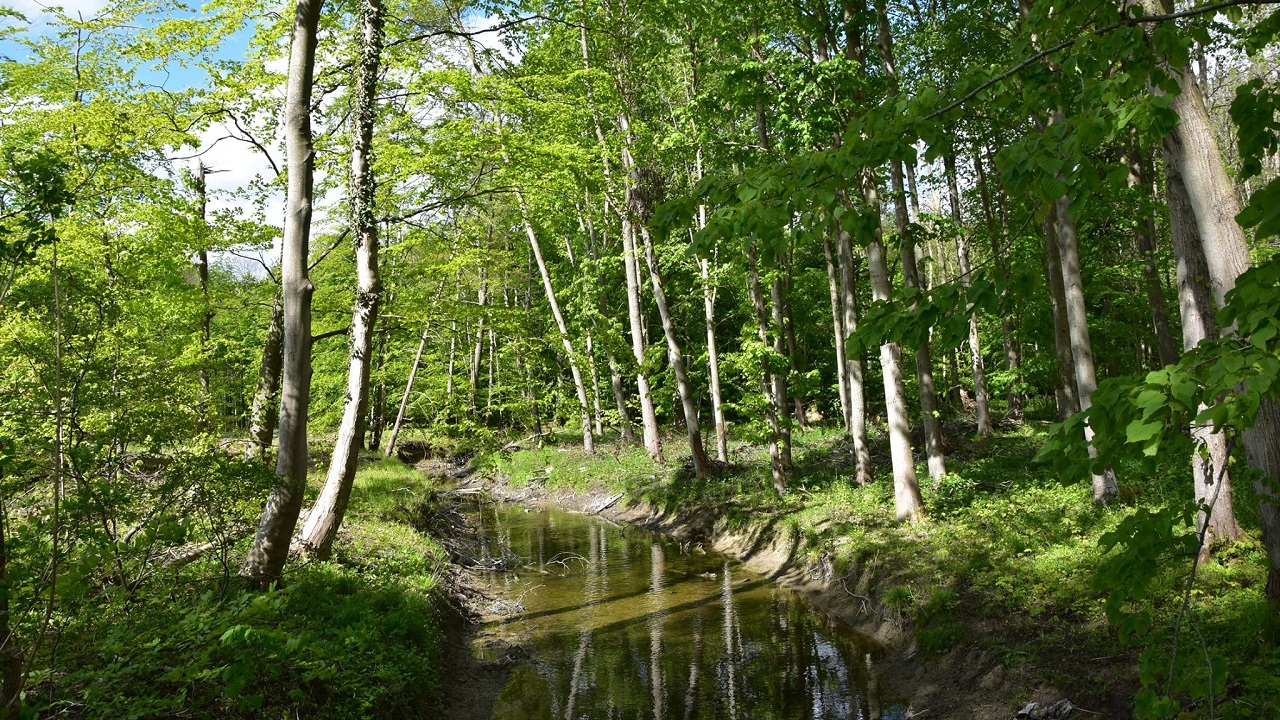 Hiking route: Merritskov - Walking Safari - 5 km