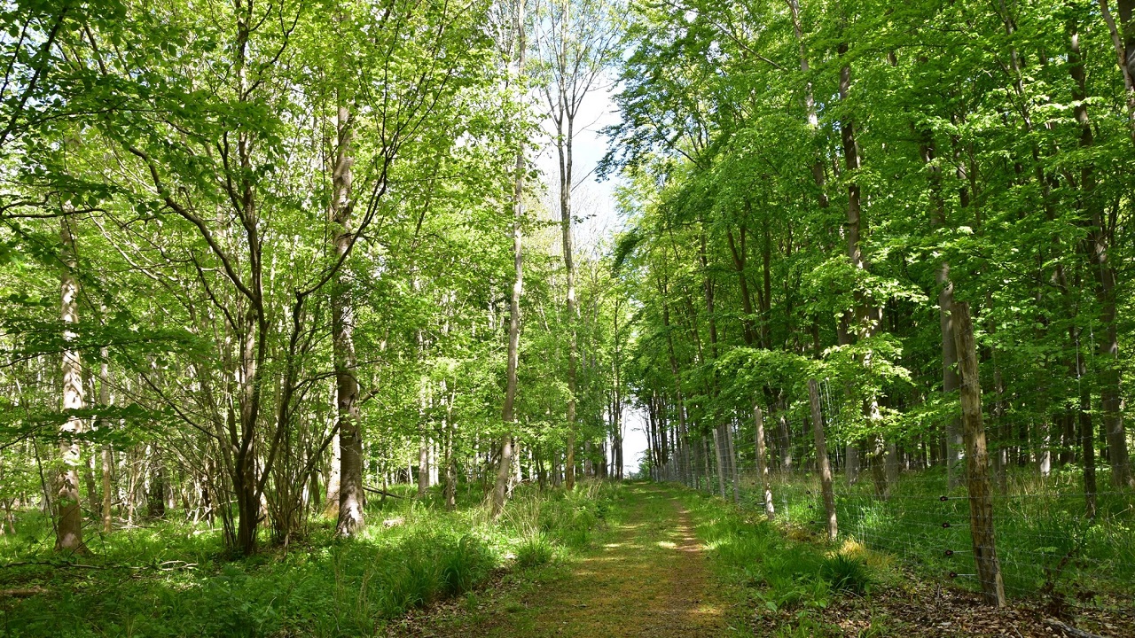 Hiking route: Merritskov - Walking Safari - 5 km