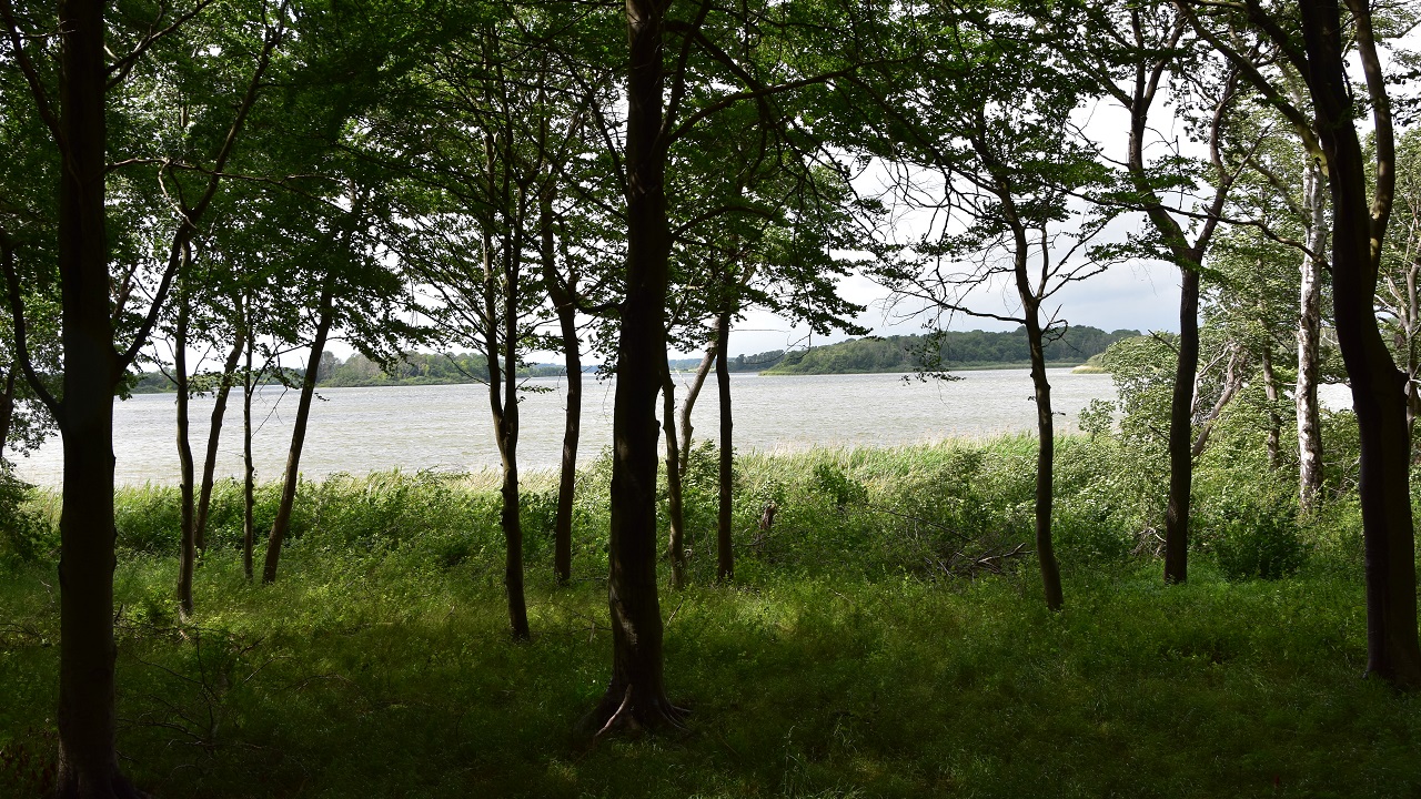 Hiking route: Søholt Storskov - 9,5 km