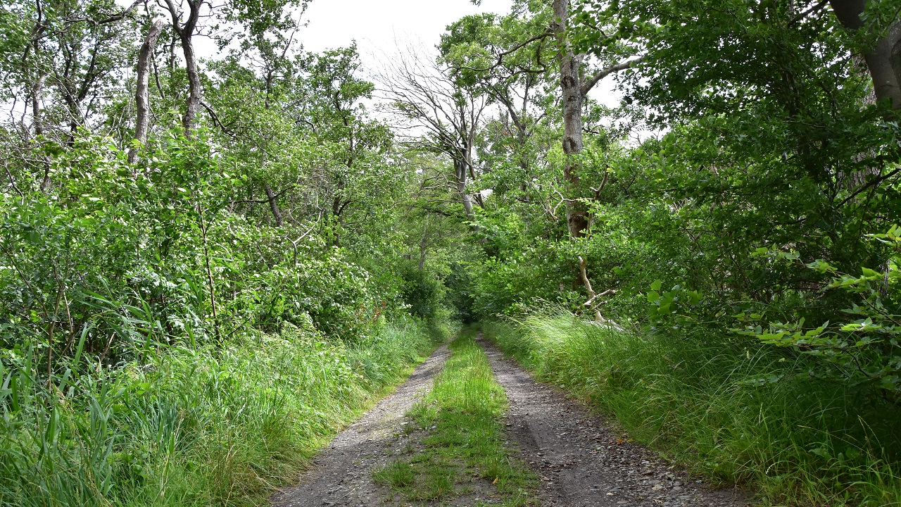 Hiking route: Søholt Storskov - 9,5 km