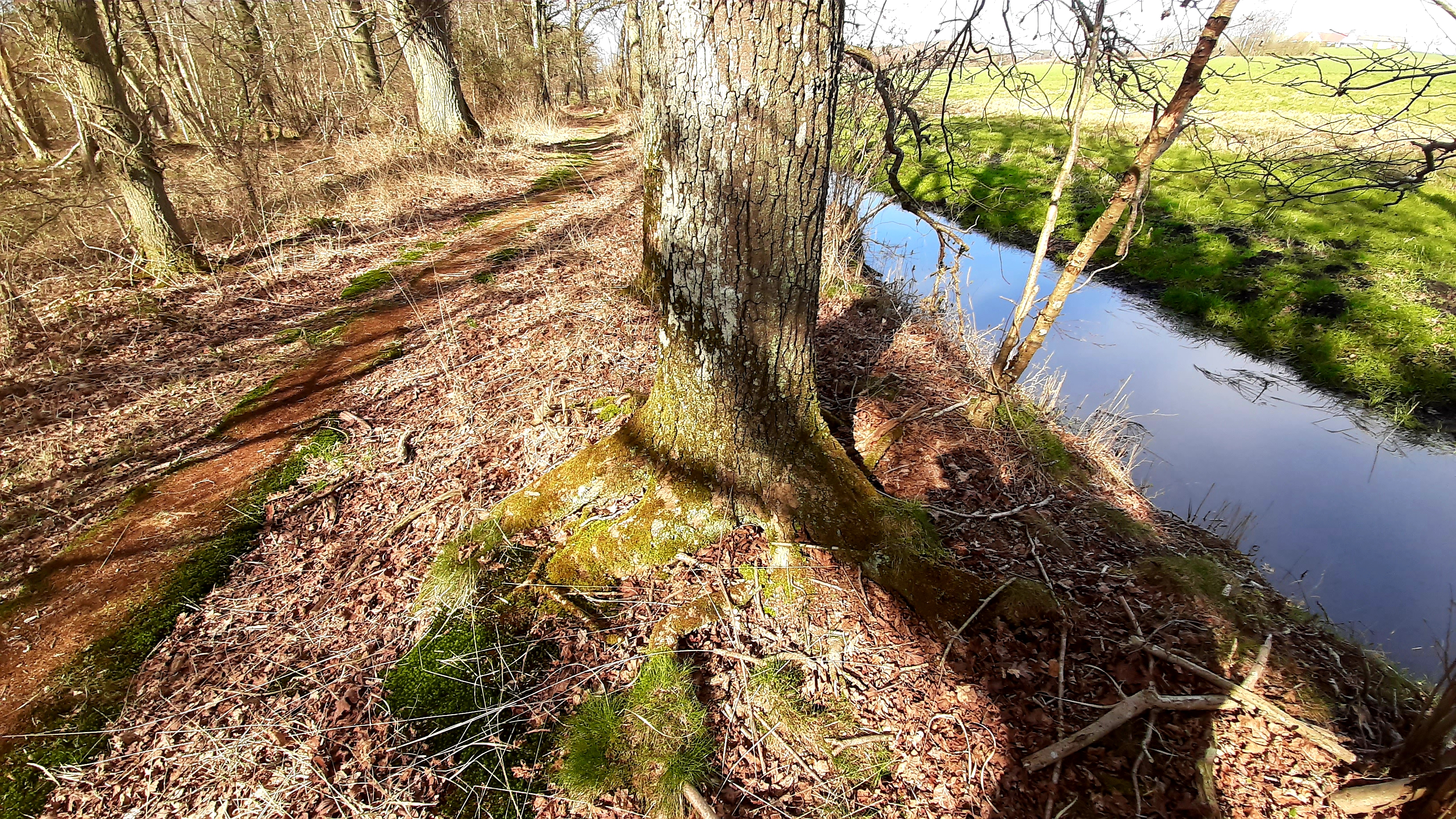 Hiking route: Horreby Lyng - 4,5 km