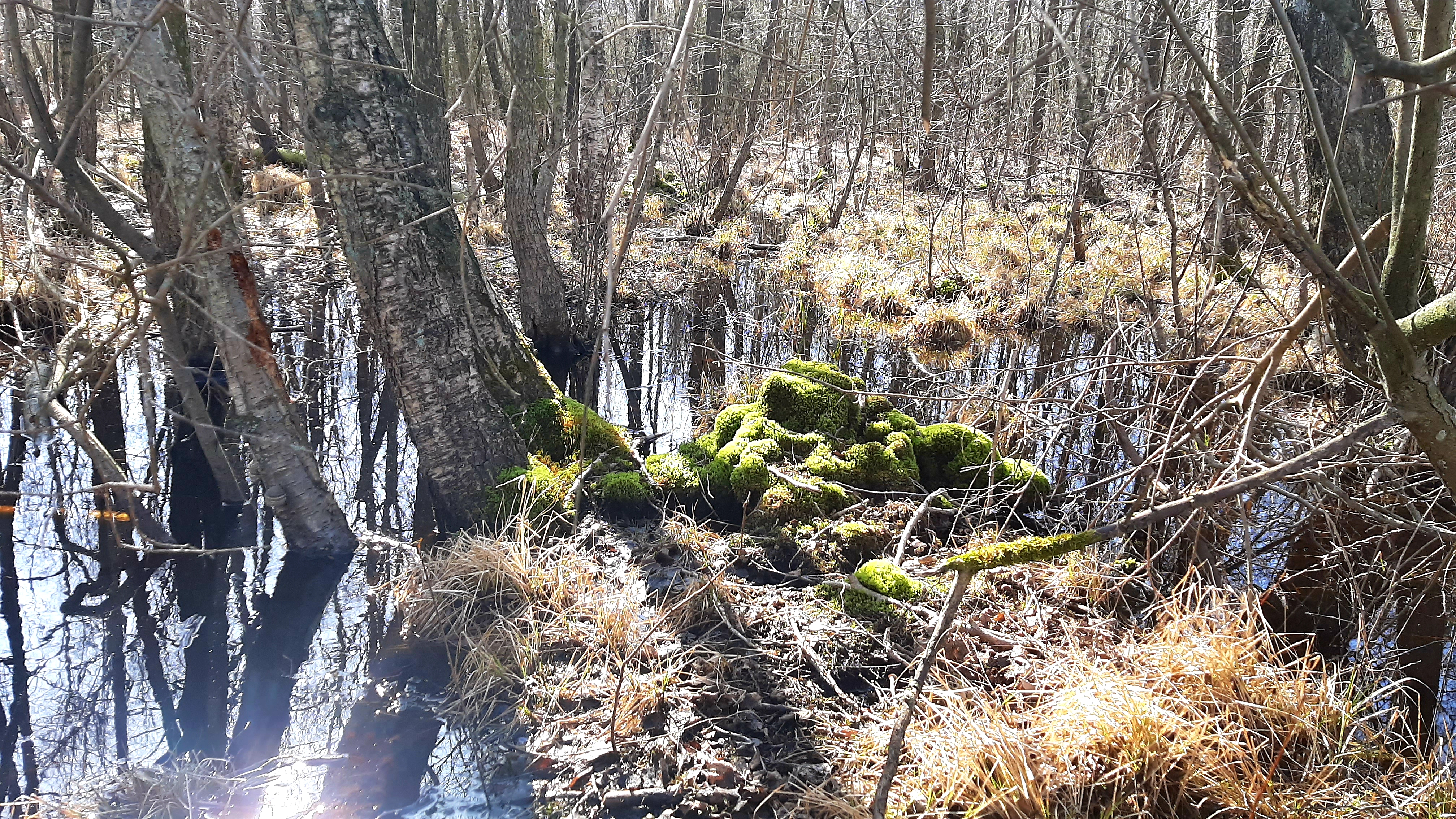 Hiking route: Horreby Lyng - 4,5 km