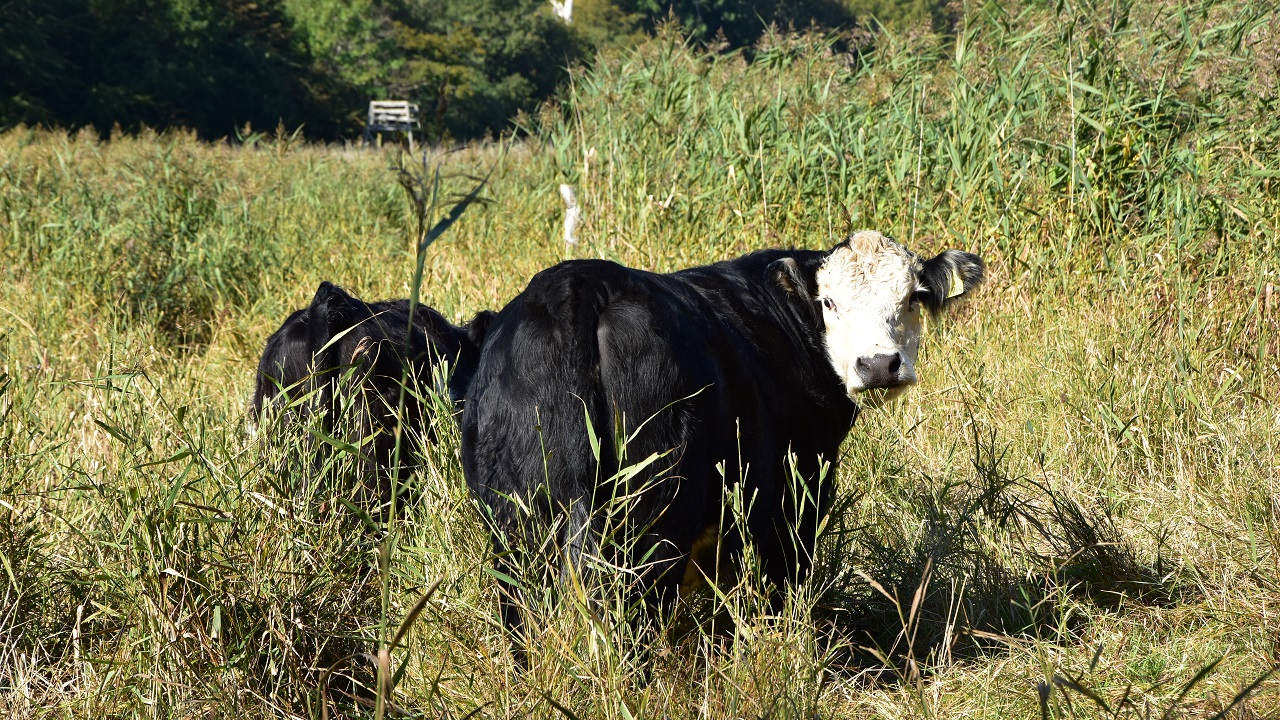 Hiking route: Hamborgskoven - 5 km