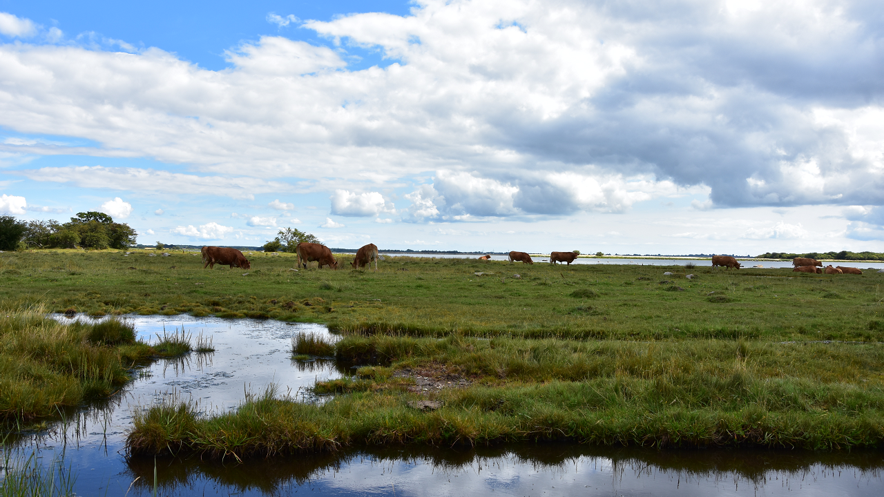 Hiking route: Fuglsang and Skejten - 5 km