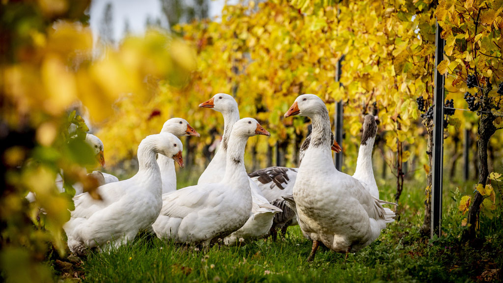 Hideaway Winery & Fig Arbor