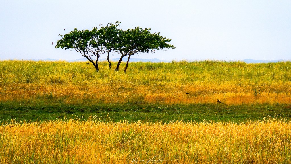 Albuen Strand Camping