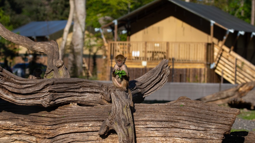 Knuthenborg Safari Camp