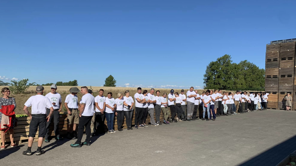 Klar til høst af blommer