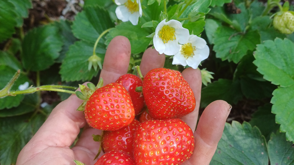 Fejø Organic Garden