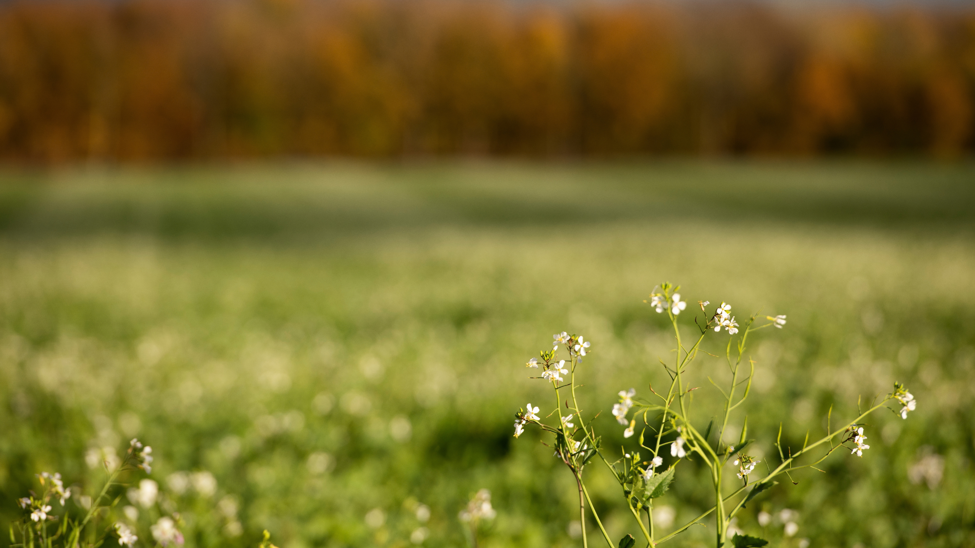 Natur