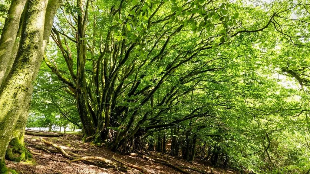 Bøgetræ i Rold Skov