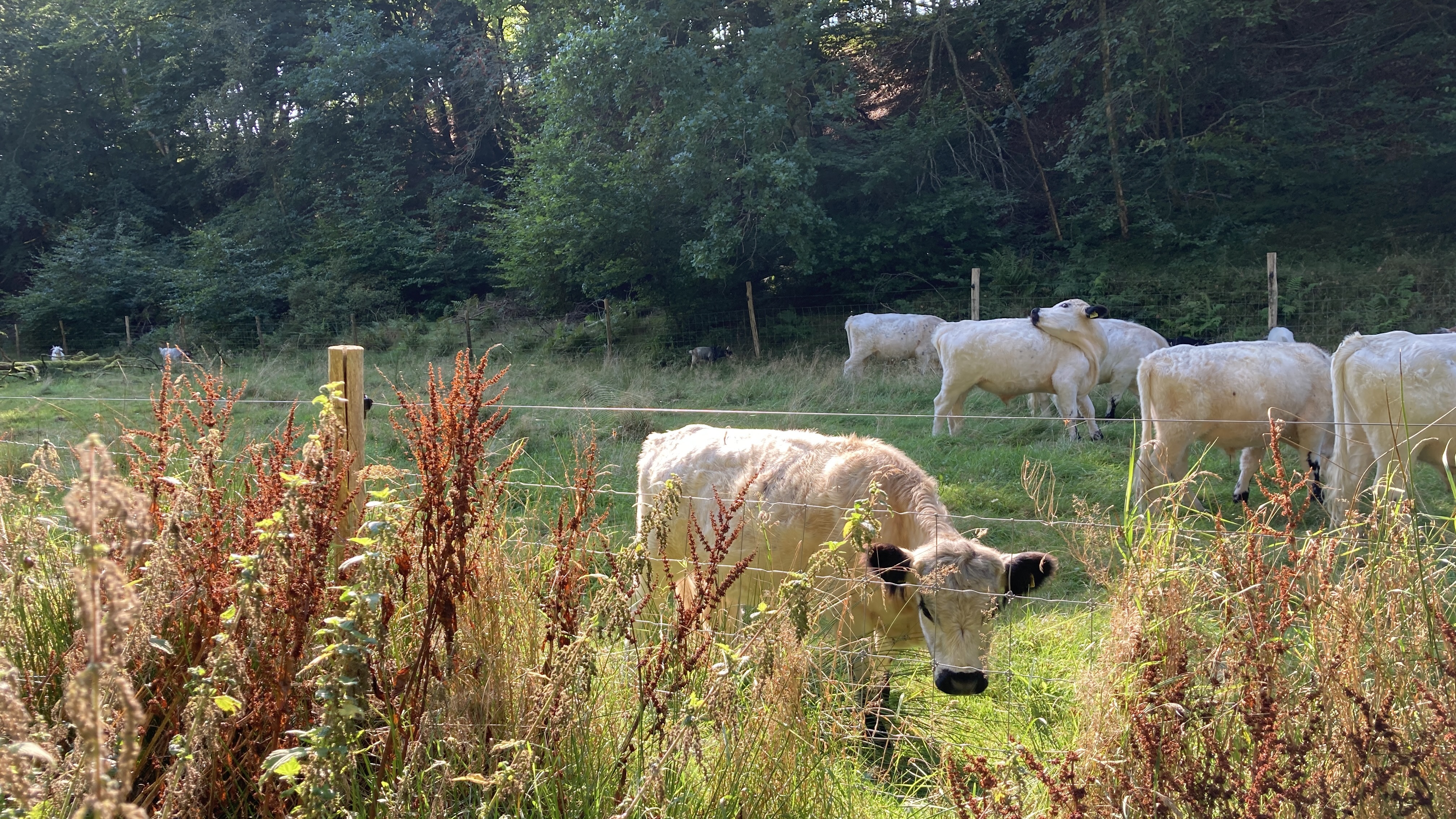 Kovadsbæk cykelrute