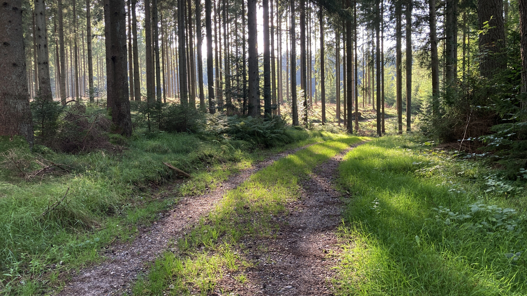 Forstrådens Gran cykelrute