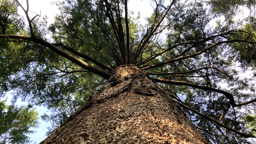 Forstrådens Gran cykelrute