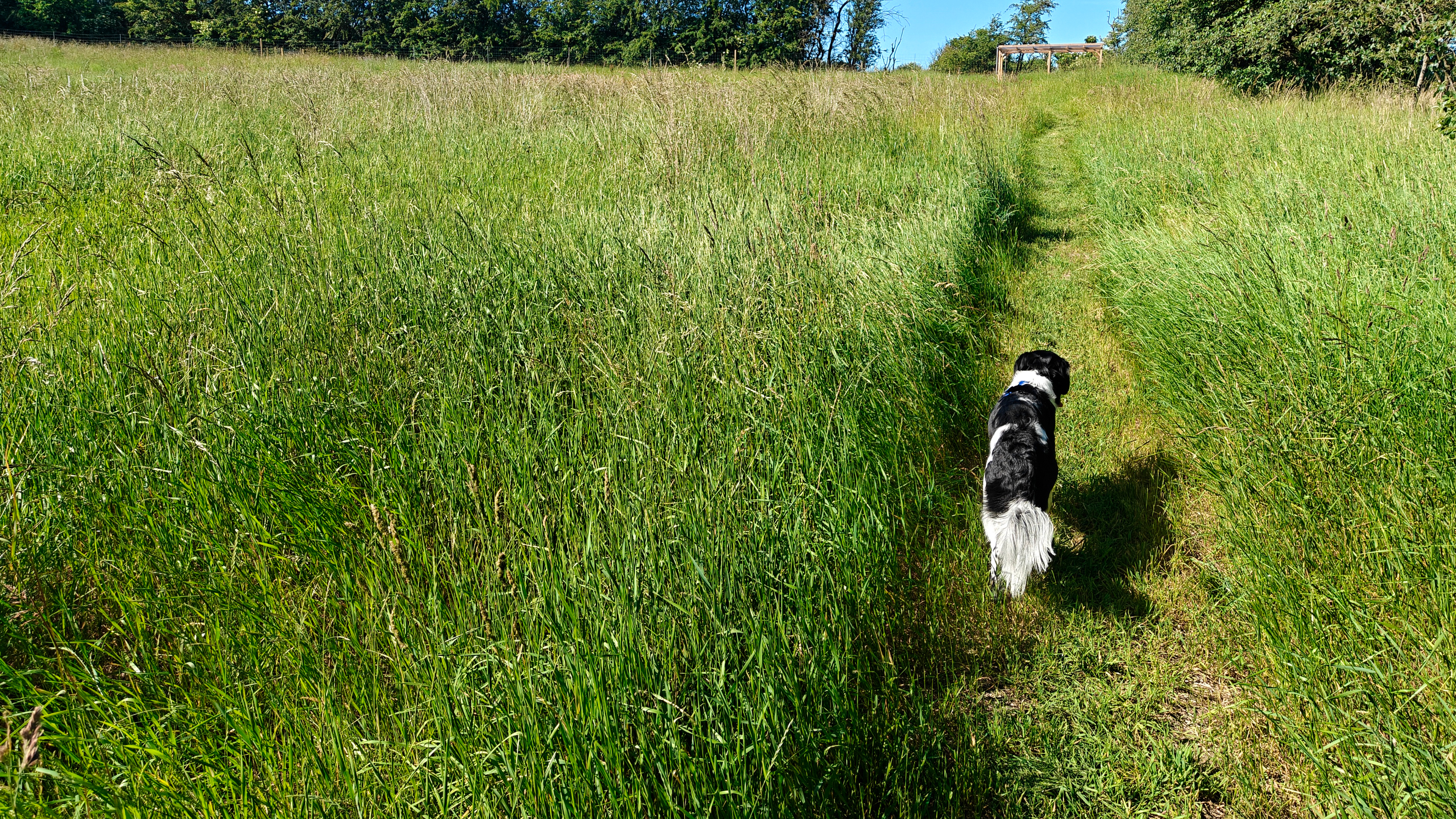 Vejgaardens Hundepark