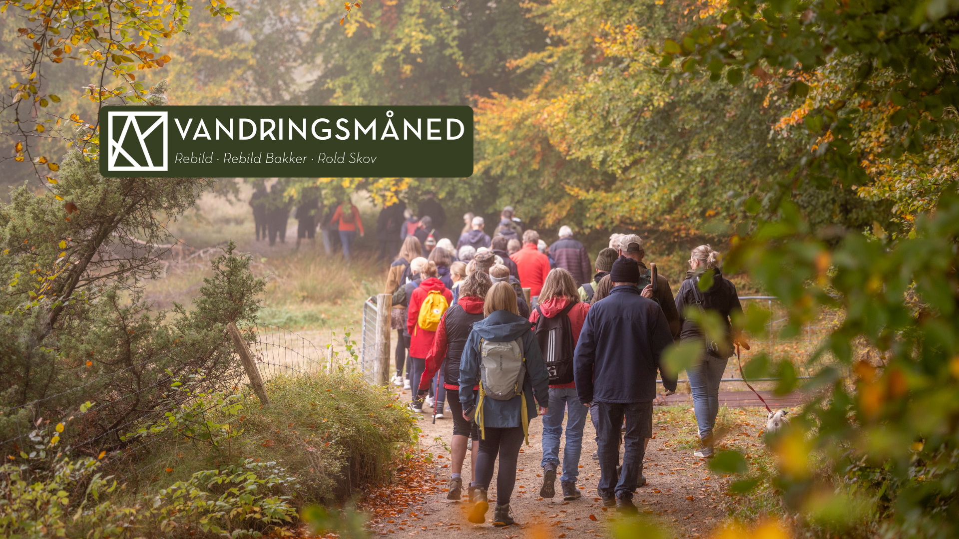 Vandring i Rold Skov