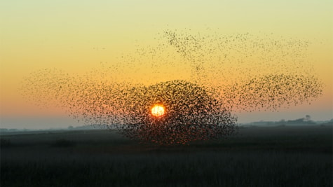 Black Sun in the marsh by Ribe