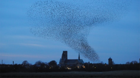 Ribe Domkirke og Sort sol