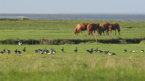 Marschland am Wattenmeer