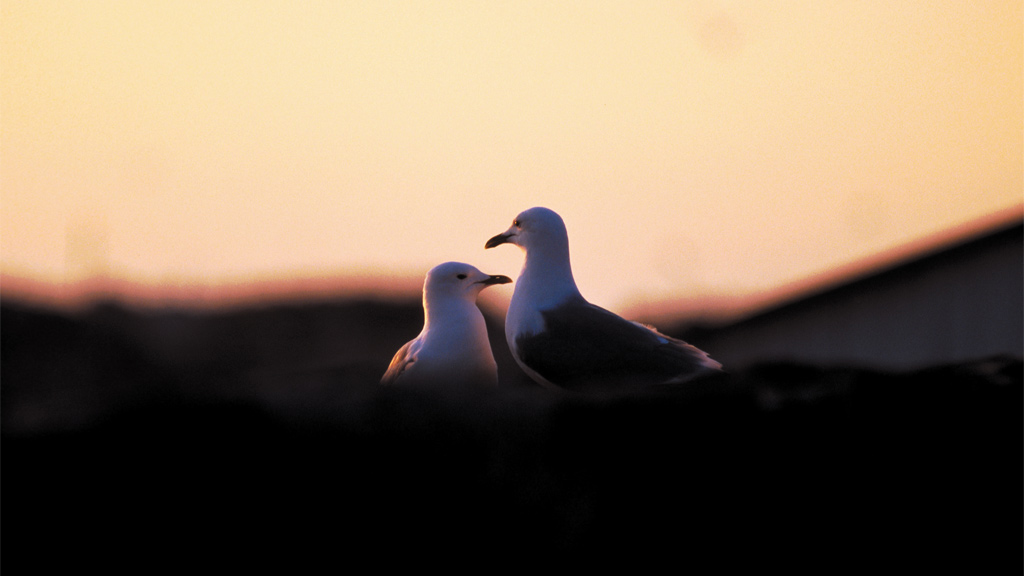 Maager ved Vadehavet | Destination Vadehavskysten