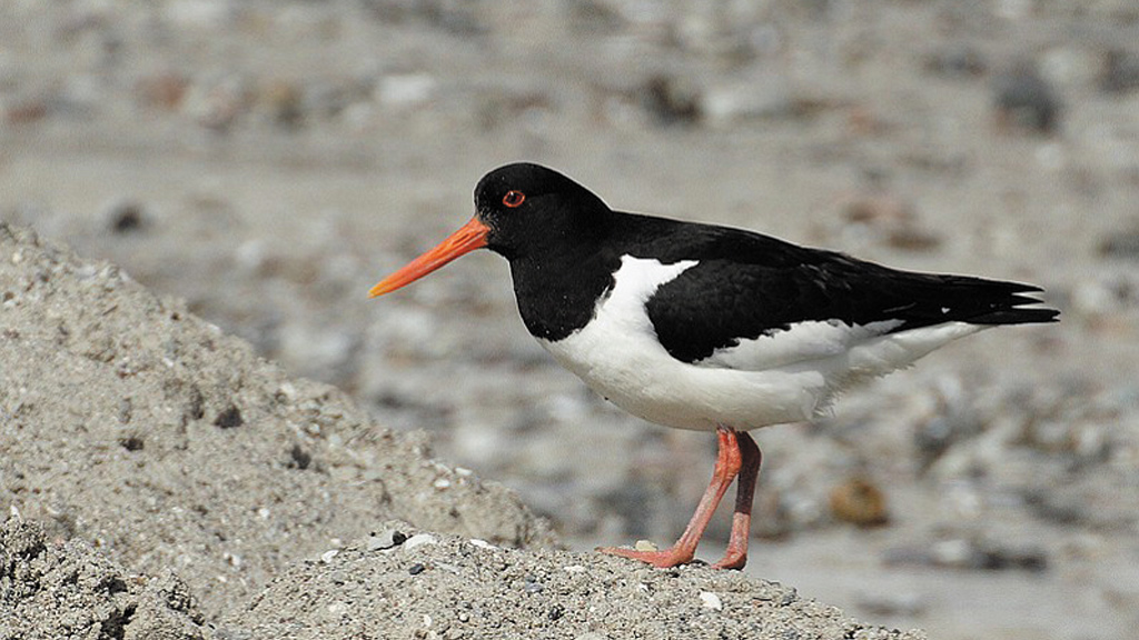 Wattenmeer Fauna | Destination Vadehavskysten