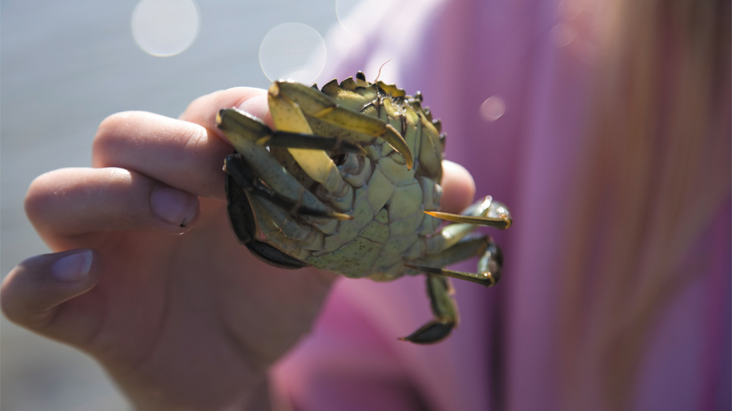 krabbe fra Vadehavet | Destination Vadehavskysten