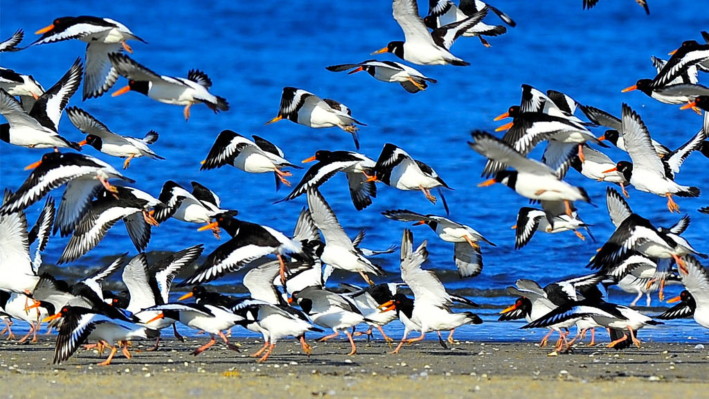 Migrating birds by the Wadden Sea