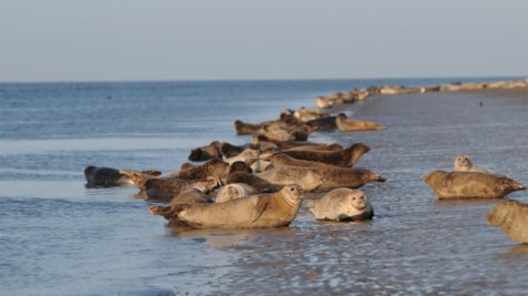 See the seals in the Wadden Sea National Park
