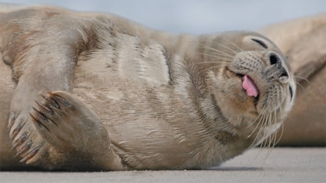 Seal sleeping | Wadden Sea National Park