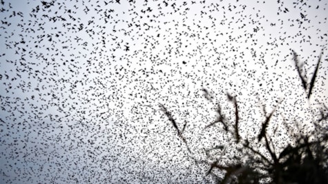 Starling in flocks | Black Sun