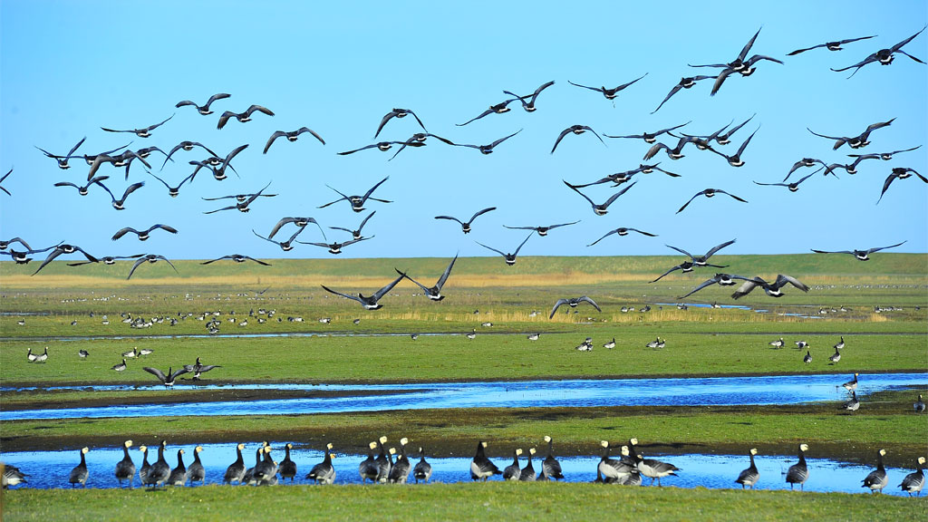 Flock of birds on the wadden