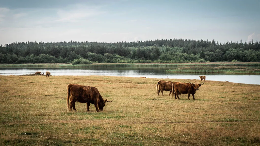 Marbæk Plantage | Smukke køer på græs
