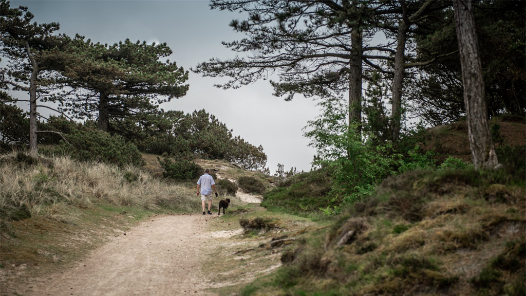 Take the dog to Pælebjerg