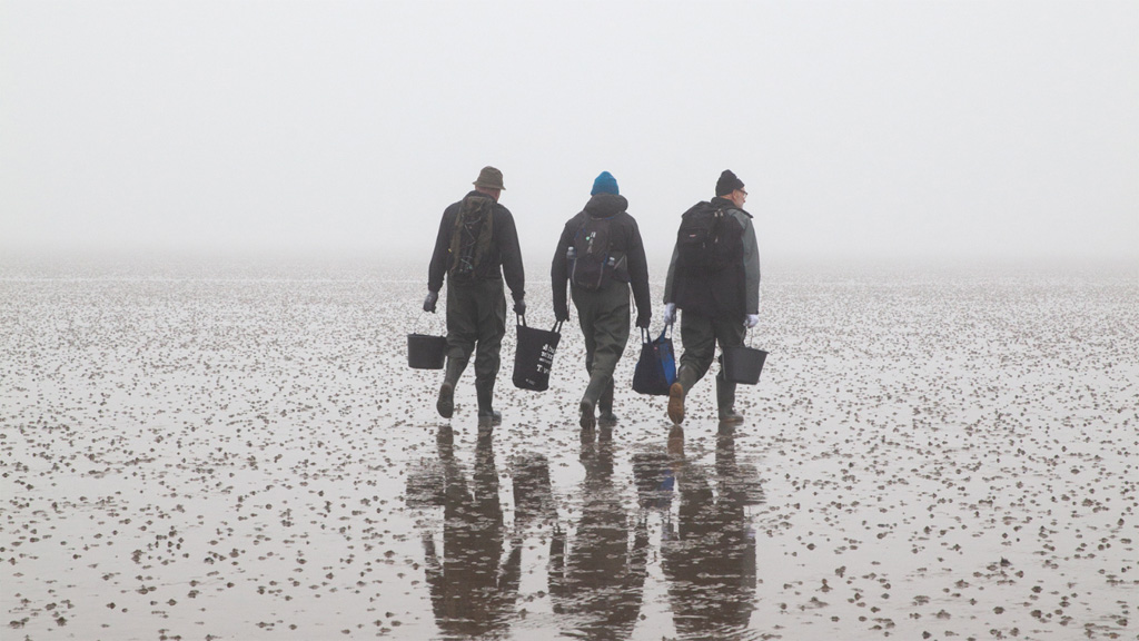 Mandø Oysters with the Wadden Sea Center
