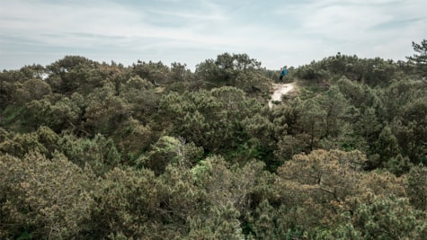 Klingebjerg på Fanø