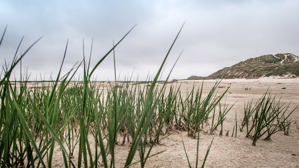 Hønen on Fanø | By the Wadden Sea