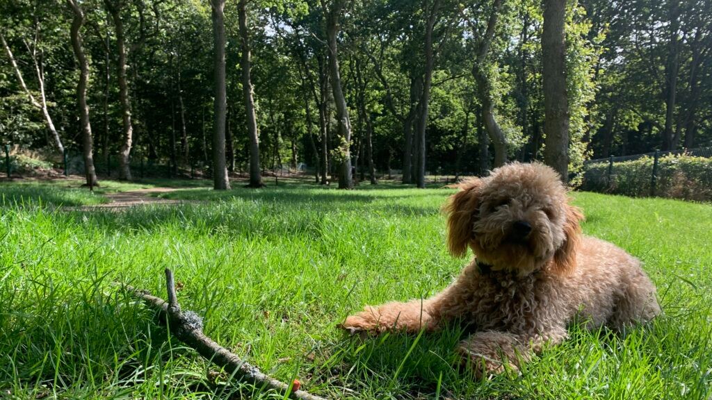 Ribe Camping Dog Park