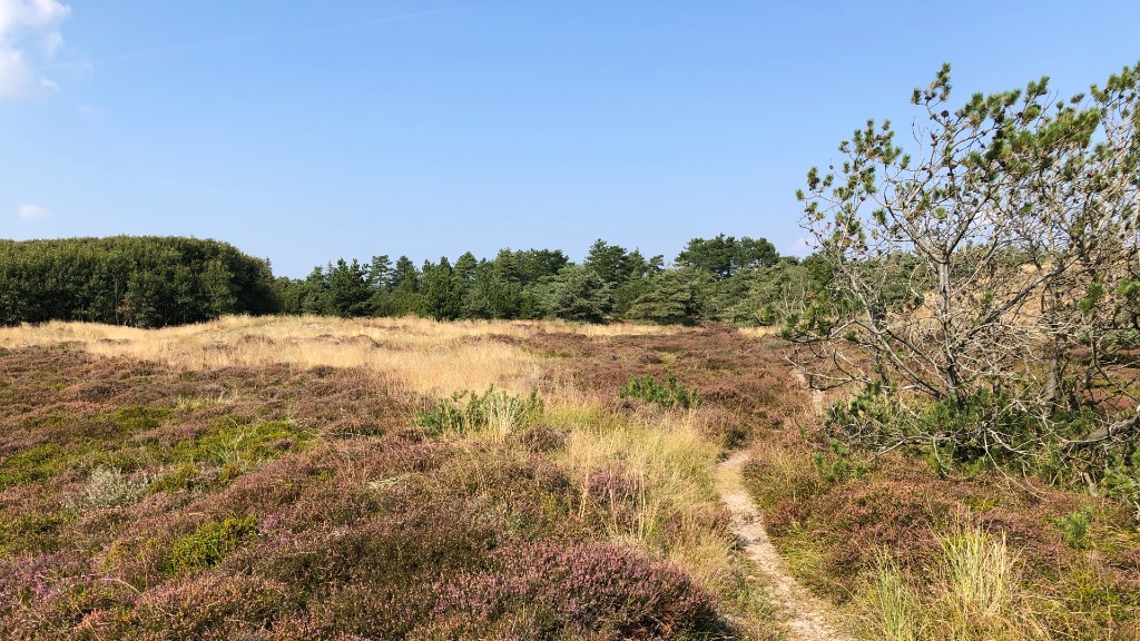 Premium Hiking Route: Fanø Dunes Plantation