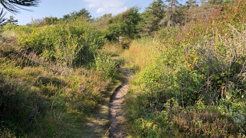Premium Hiking Route: Fanø Dunes Plantation