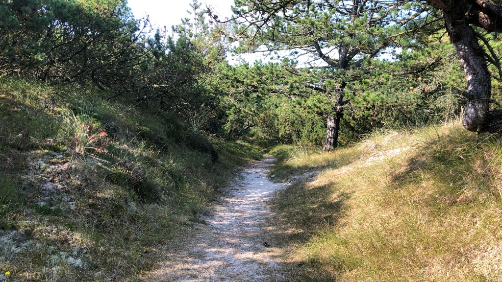 Premium Hiking Route: Fanø Dunes Plantation