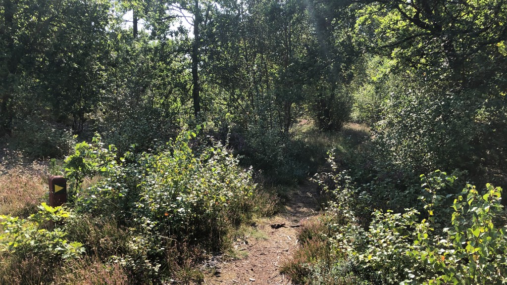Premium Hiking Route: Fanø Dunes Plantation
